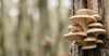 What Is Oyster Mushroom Protein? (And Why Does It Matter)